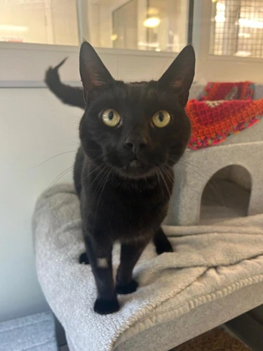 Pepper