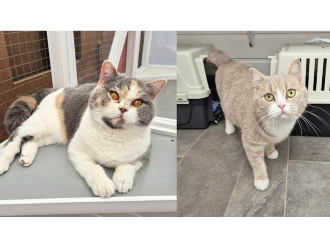 Minnie (left) and Marie (Right)