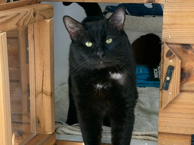 7-year-old Tango