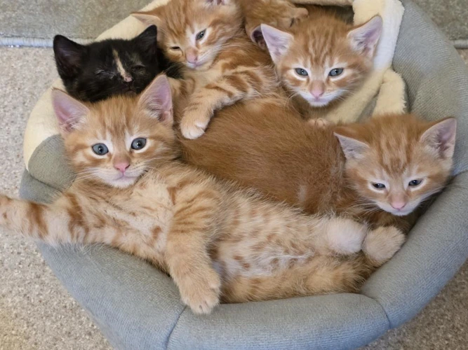 Kittens for Homing