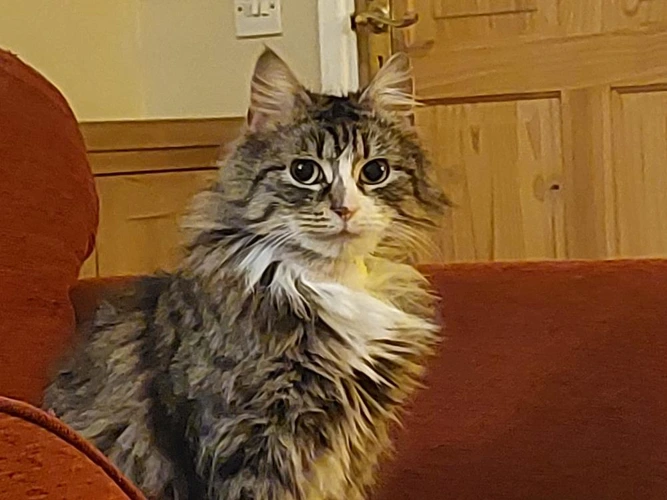 Millie
