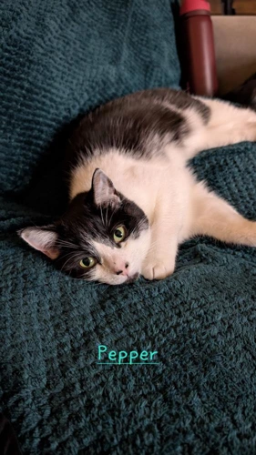 Pepper