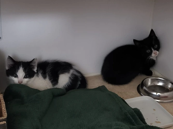 Mini, Willy & Malcolm