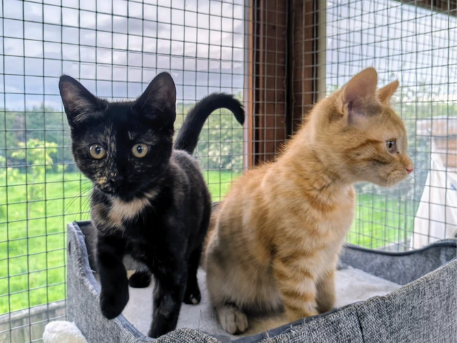 Missy & Tiggy