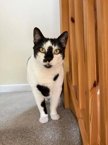 Freddie