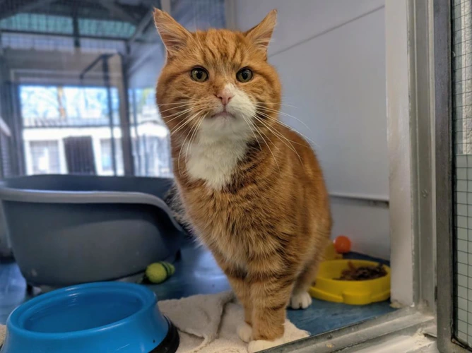 Sir Purrsalot