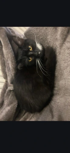 Nala