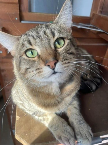 PEDRO
