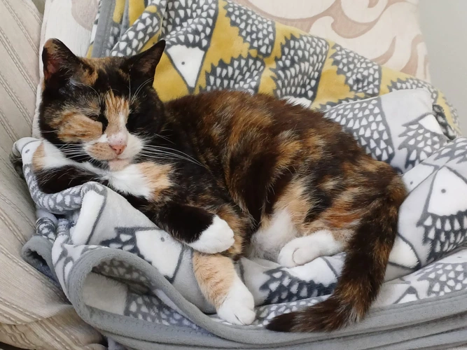 BELLE