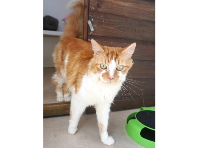 SIMBA