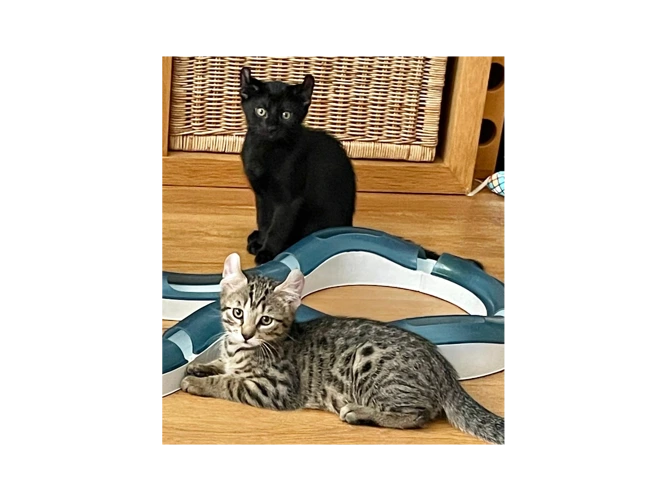 Lena's kittens