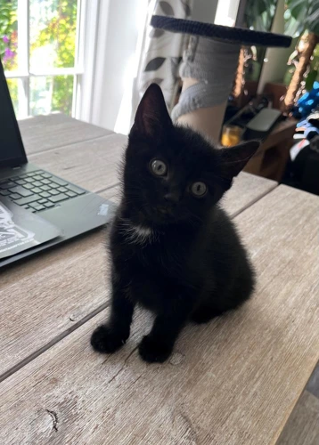 Benji