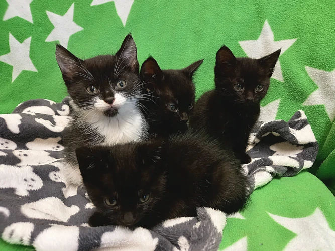 Y Kittens
