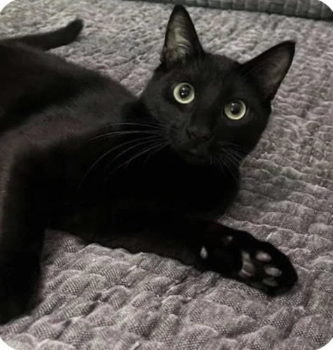 Bagheera