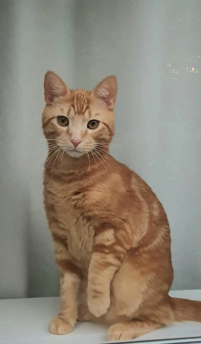 Tigger