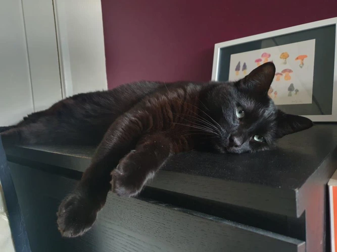Albus Dumblepaw