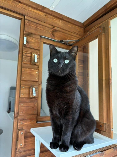 Albus