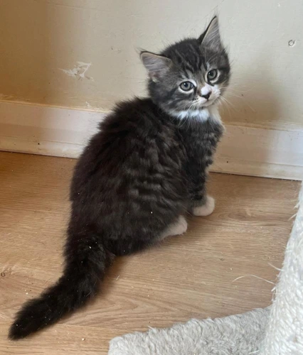 Kittens available