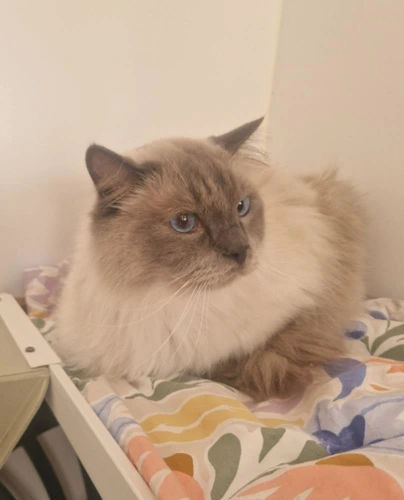 Loki