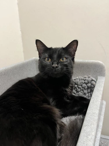 Mikasa 8 month old female