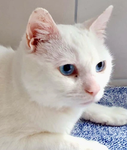 Casper