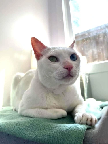 Bowie