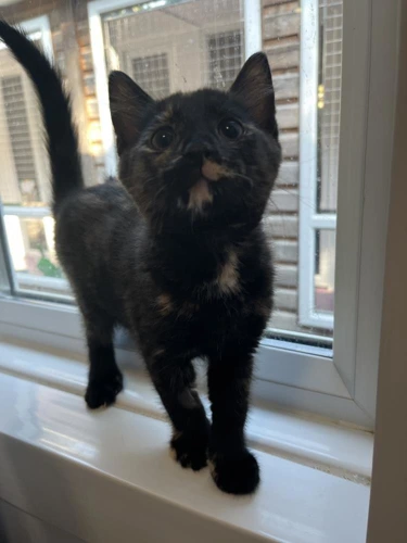 Minerva