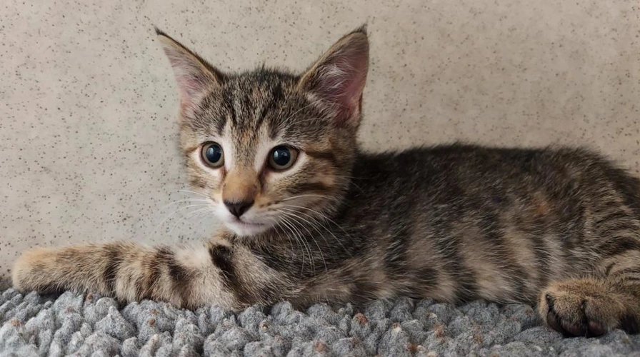 Doughnut 9 Week Old Male