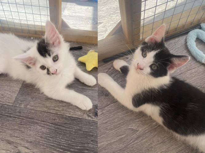 3-month-old Belle and Jerry