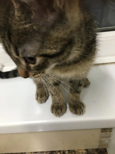 JD