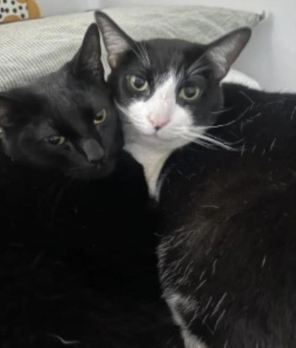 Fasfous and Patch