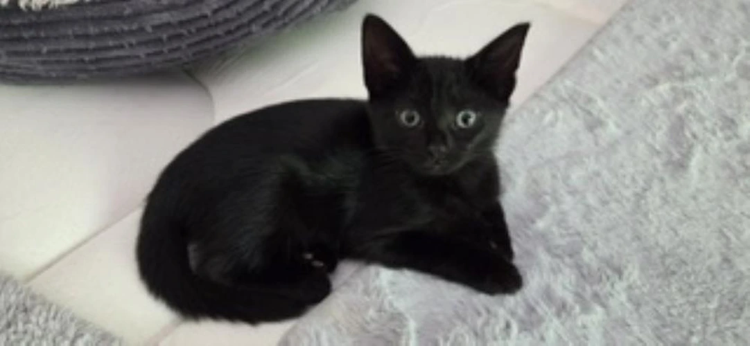 Jemima
