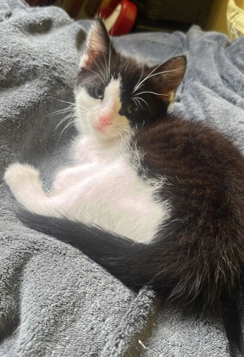 Kittens available