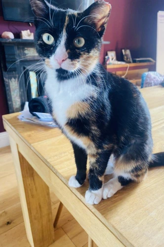 Daphne
