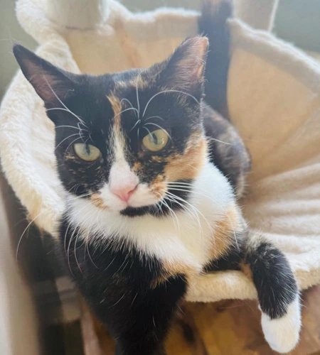 Daphne