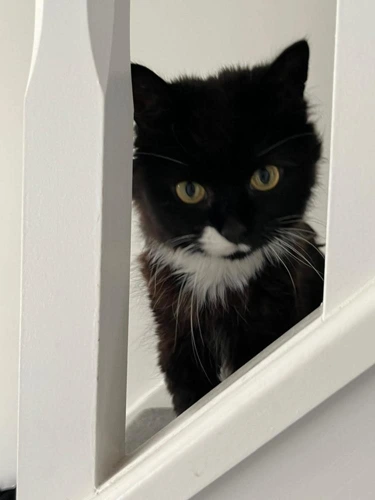 Millie