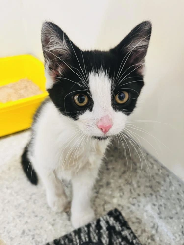 KITTENS READY FOR HOMES