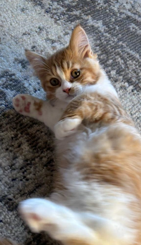 Lucy