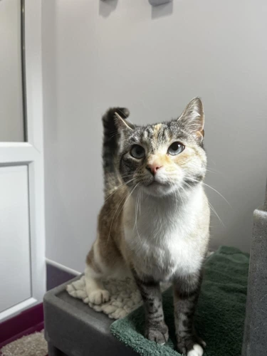 Cleo