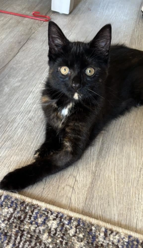Kika