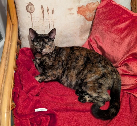Bramble