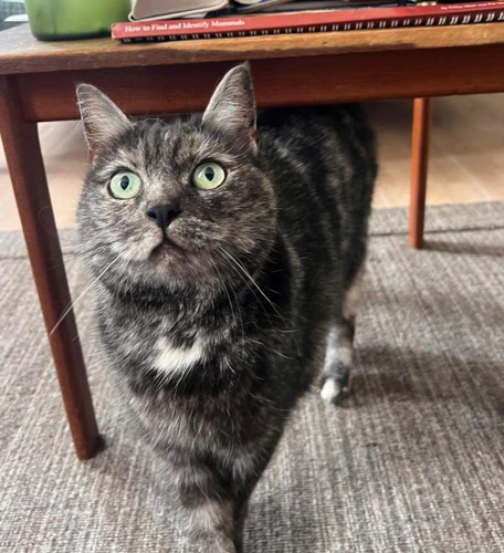 Bella