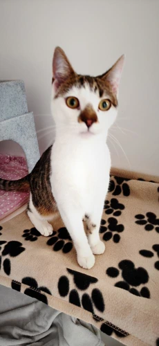 CoCo