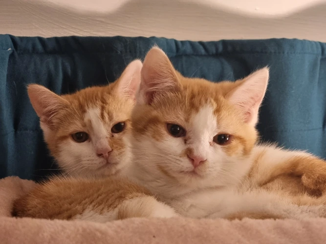 3-month-old Ocean & Sandy