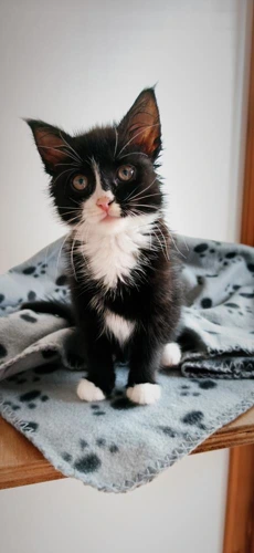 Kitten Minnie