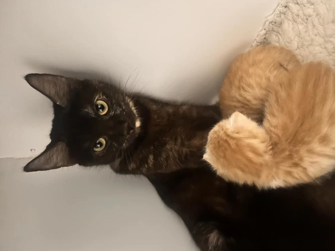 Maggie