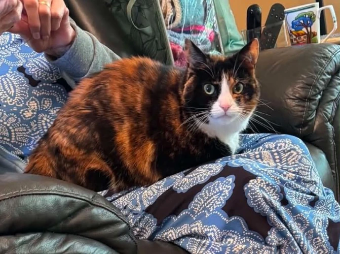 Kitty