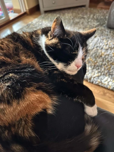Kitty