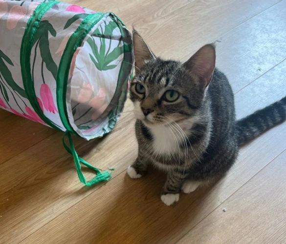 Beau