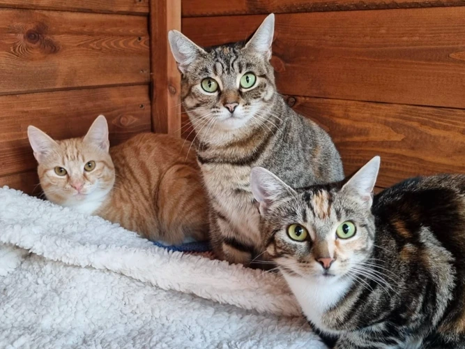 Cinnamon, Spice & Jude